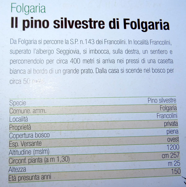 Il pino silvestre di Folgaria ( 150 anni ) ..... morente !